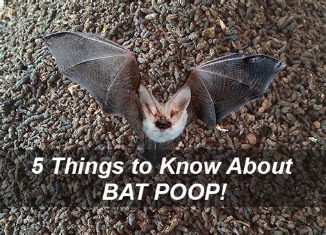 5 Thing to Know About Bat Poop .